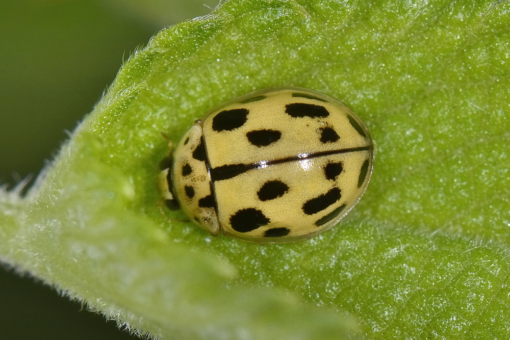 Coccinellidae: Propylea quatuordecimpunctata? S.